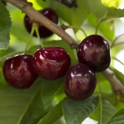 Вишня ЛАСУХА в Бобруйске