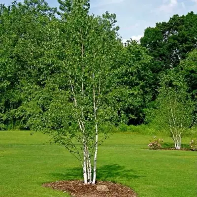 Береза бумажная в Бобруйске