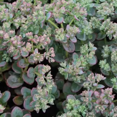 Очиток (седум) САНСПАРКЛЕР ЛАЙМ ЗИНГЕР в Бобруйске