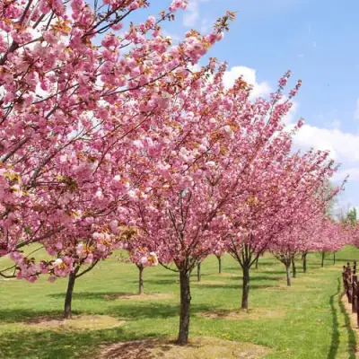 Сакура КАНЗАН в Бобруйске