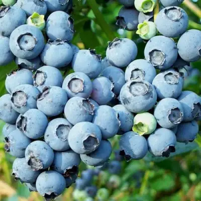 Голубика ПУРУ в Бобруйске