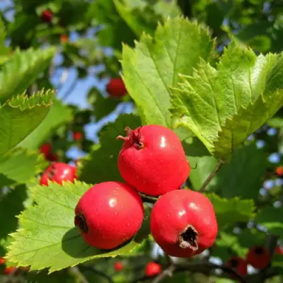 Боярышник МЯГКОВАТЫЙ в Бобруйске