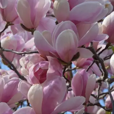 Магнолия ГАЛАКСИ в Бобруйске