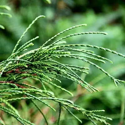 Туя ВИПКОРД складчатая в Бобруйске