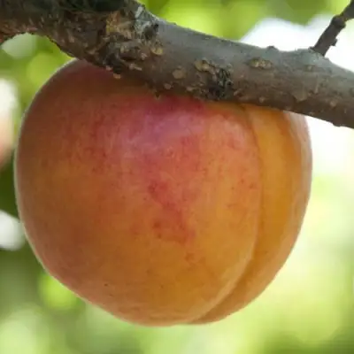  АПРИУМ в Бобруйске