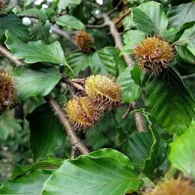 Бук обыкновенный в Бобруйске