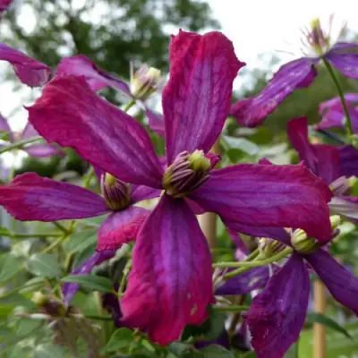 Клематис СВИТ САММЕР ЛАВ в Бобруйске