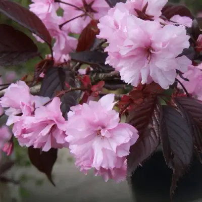 Сакура РОЯЛ БУРГУНДИ в Бобруйске