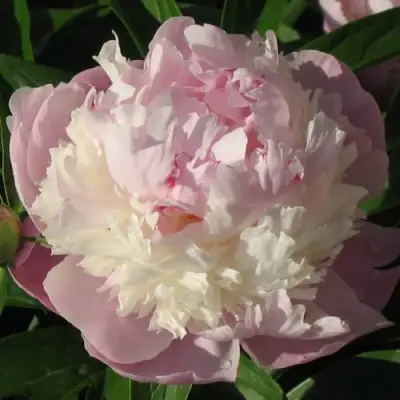 Пион ЩЕРБЕТ травянистый в Бобруйске