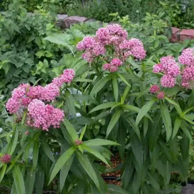 Ваточник МЯСО-КРАСНЫЙ в Бобруйске