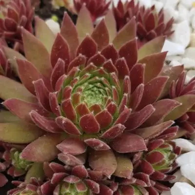 Молодило ЛЮФТШПРУНГ в Бобруйске