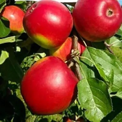 Яблоня РЕДФРИ в Бобруйске