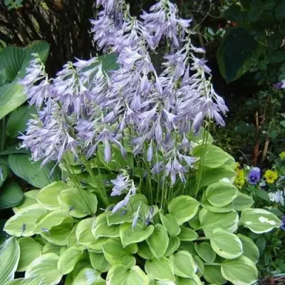 Хоста ГОЛДЕН ТИАРА в Бобруйске