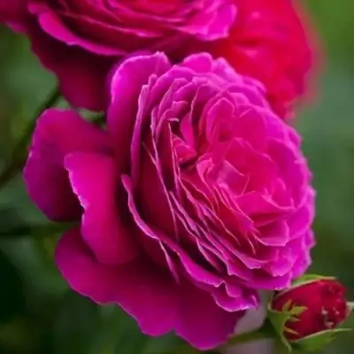 Роза МАЛИНОВЫЙ ЗВОН чайно-гибридная в Бобруйске