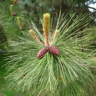 Сосна желтая  в Бобруйске