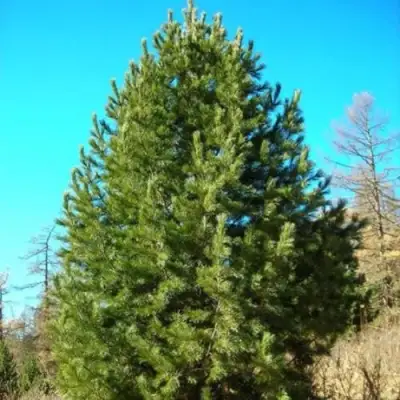 Сосна кедровая сибирская в Бобруйске