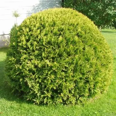 Туя ДАНИКА АУРЕА западная в Бобруйске