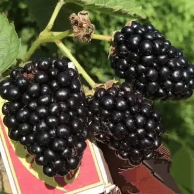 Ежевика ПРАЙМ АРК 45 ремонтантная   в Бобруйске