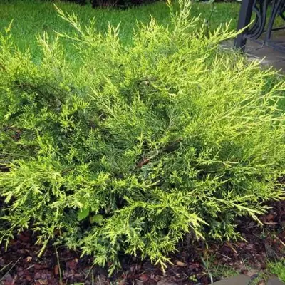 Можжевельник КУРИВАО ГОЛД китайский в Бобруйске