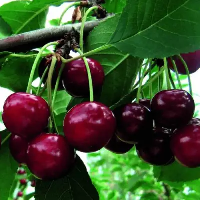 Дюк ЖИВИЦА (ЧЕРЕВИШНЯ) в Бобруйске