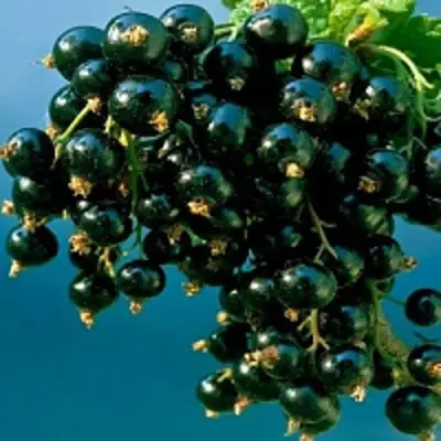 Смородина чёрная ИЗЮМНАЯ в Бобруйске