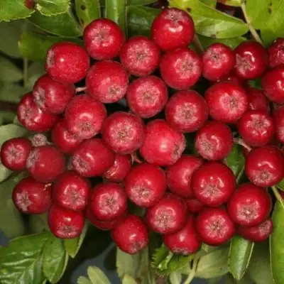 Рябина РУБИНОВАЯ сладкоплодная в Бобруйске