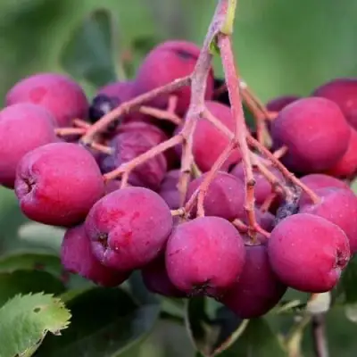 Рябина ДЕСЕРТНАЯ МИЧУРИНА сладкоплодная в Бобруйске