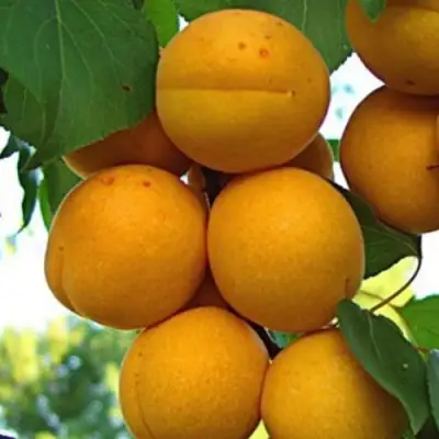 Абрикос ОНТАРИО в Бобруйске