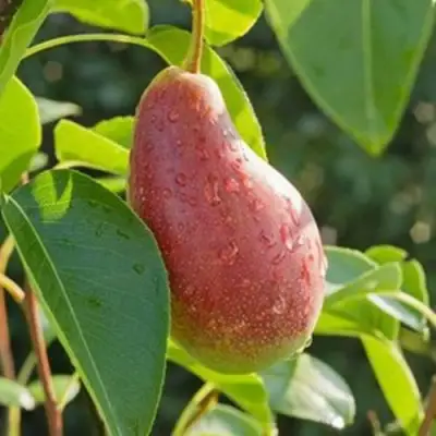 Груша ЯКОВЛЕВСКАЯ в Бобруйске