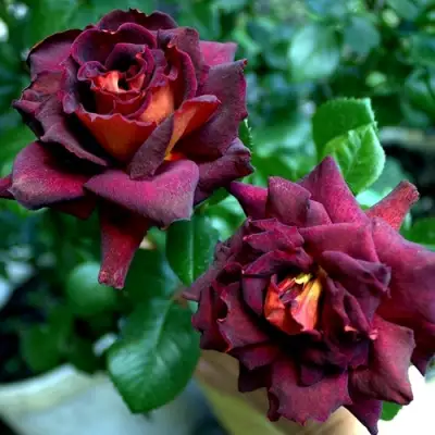 Роза ЭДДИ МИТЧЕЛЛ чайно-гибридная в Бобруйске