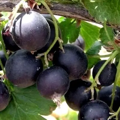 ЙОШТА в Бобруйске