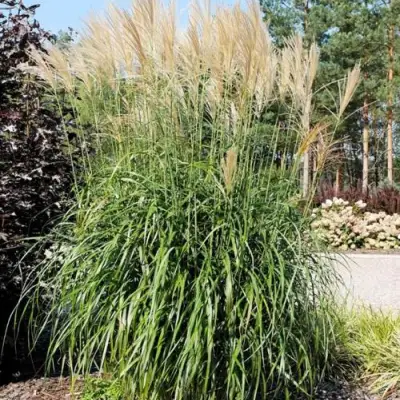 Мискантус ВАНИЛЛА СКАЙ китайский в Бобруйске