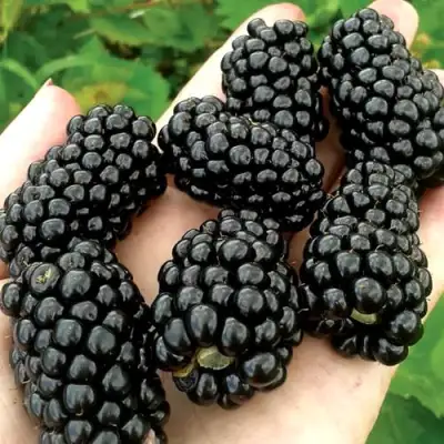 Ежевика ПРАЙМ АРК ФРИДОМ ремонтантная  в Бобруйске