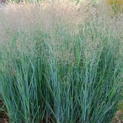 Просо ХЭВИ МЕТАЛЛ в Бобруйске