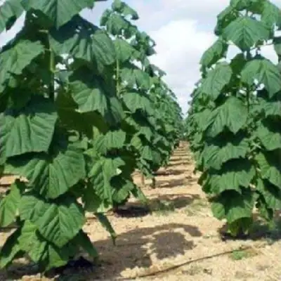 Павловния ПАО ТОГН Z07 в Бобруйске