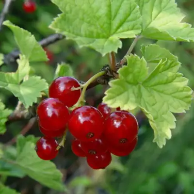 Смородина альпийская ШМИДТ в Бобруйске