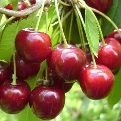 Черешня СИНЯВСКАЯ в Бобруйске