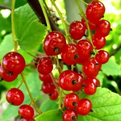 Смородина красная КОРАЛЛОВАЯ в Бобруйске