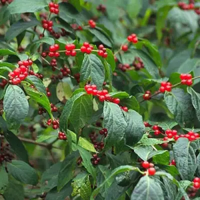 Жимолость МААКА в Бобруйске