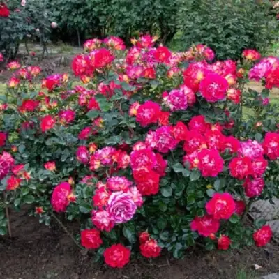 Роза БРЕРА флорибунда в Бобруйске