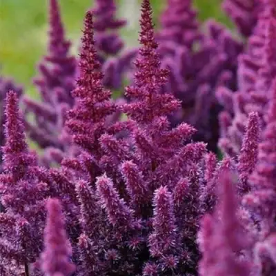 Астильба ПЕПЛ РЕЙН гибридная в Бобруйске