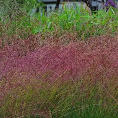 Овсянница АМЕТИСТОВАЯ в Бобруйске