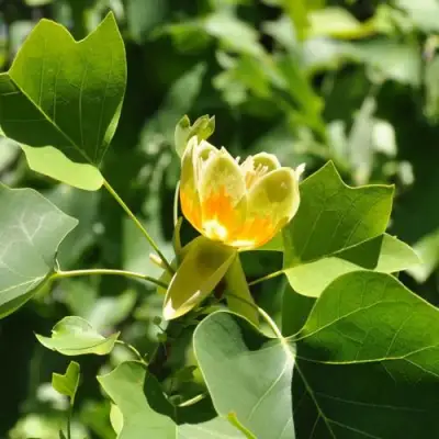 ЛИРИОДЕНДРОН тюльпанный в Бобруйске