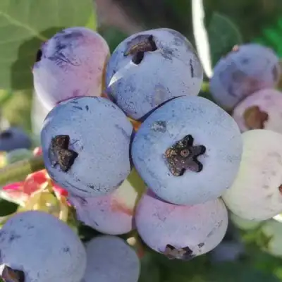 Голубика ХАРРИСОН в Бобруйске