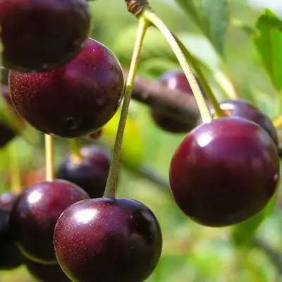 Вишня ЛИВЕНСКАЯ в Бобруйске