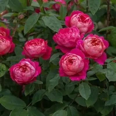 Роза БЕНДЖАМИН БРИТТЕН шраб в Бобруйске