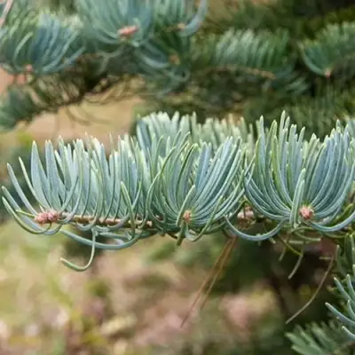 Пихта КОНКОЛОР в Бобруйске