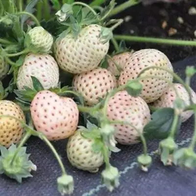 Клубника АНАНАСА ремонтантная в Бобруйске