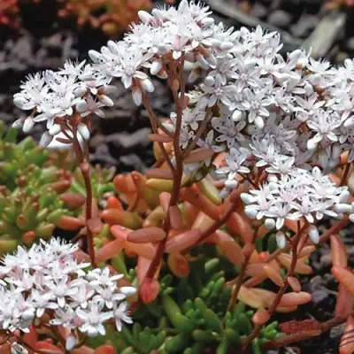 Очиток (седум) КОРАЛ КАРПЕТ белый в Бобруйске