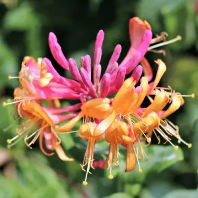 Жимолость ГЕКРОТА в Бобруйске